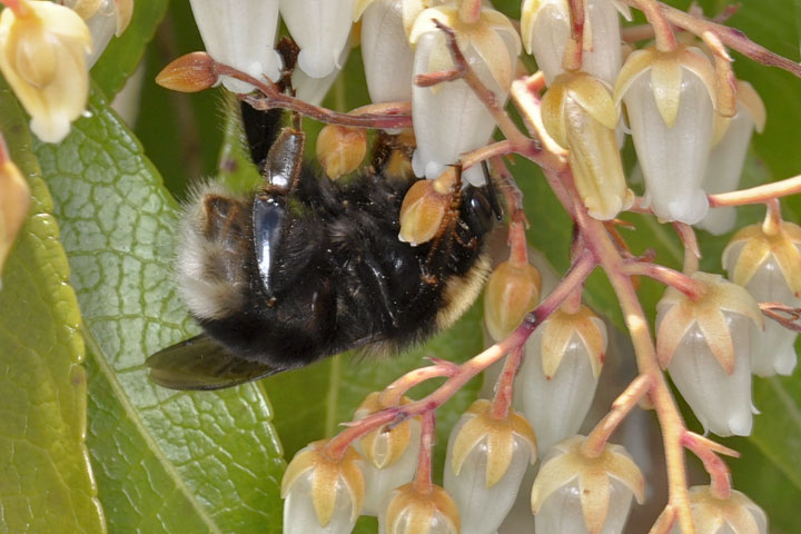 bombus occidentalis