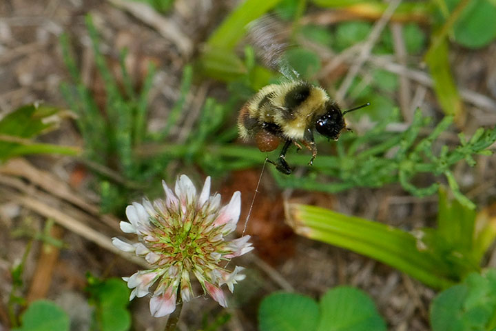 A Bumblebee breaks free from a spider’s web