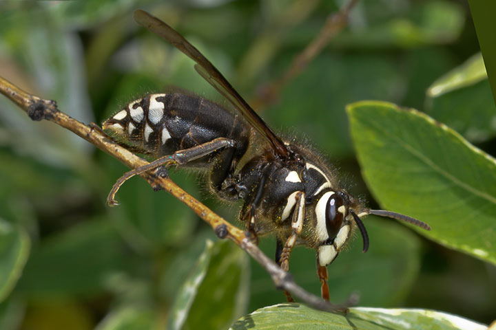 bald-faced hornet