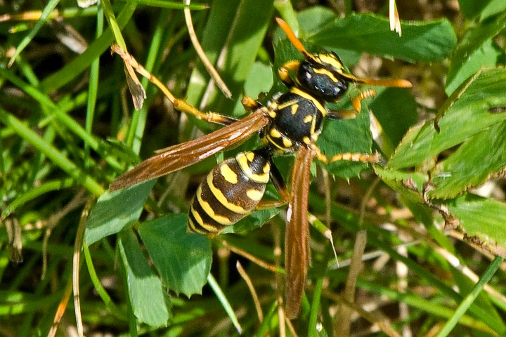 paper wasp back