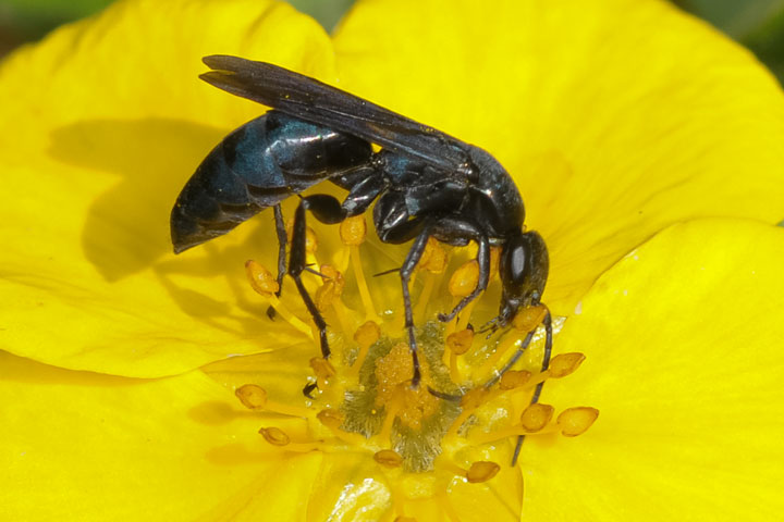 black wasp