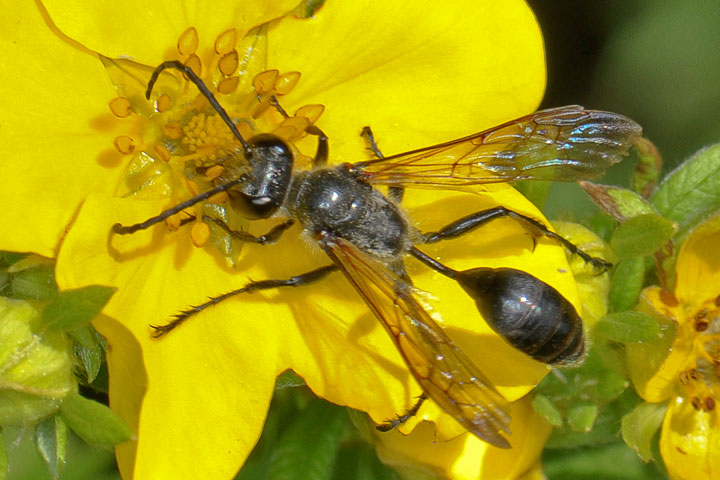 isodontia mexicana