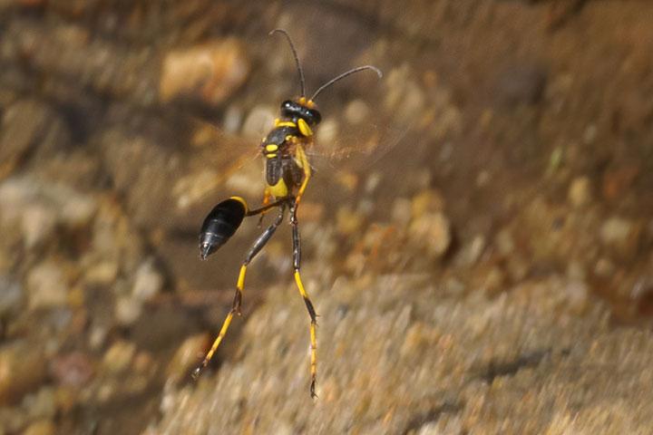 mud dauber