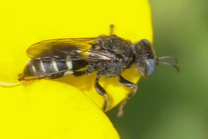 square-headed wasp