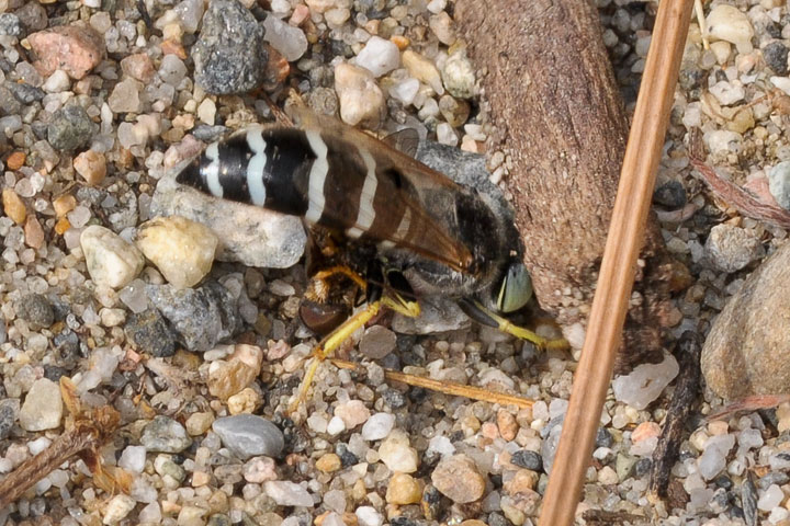 sand wasp