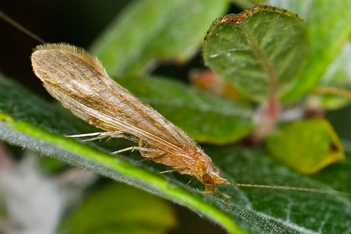 caddisfly