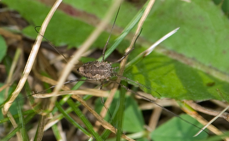 harvestman