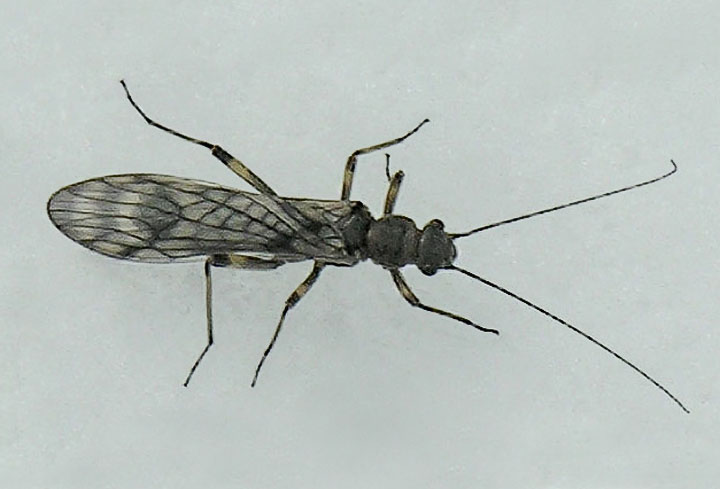 stonefly