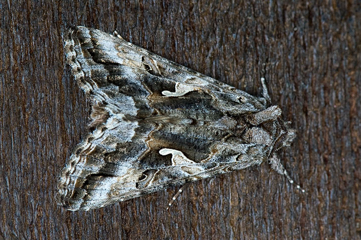 alfalfa looper moth
