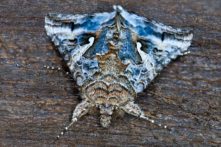 alfalfa looper moth
