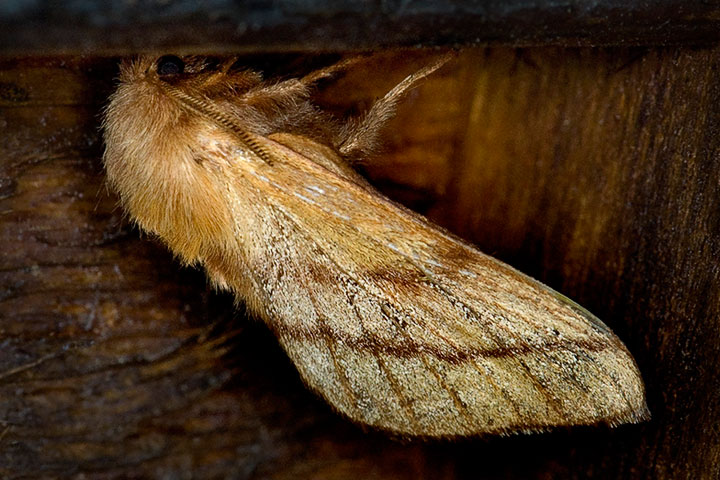 forest tent moth