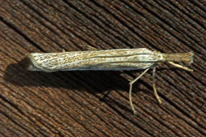 grass moth