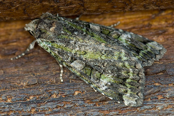 unidentified moth