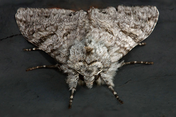 Polina piniae (moth)