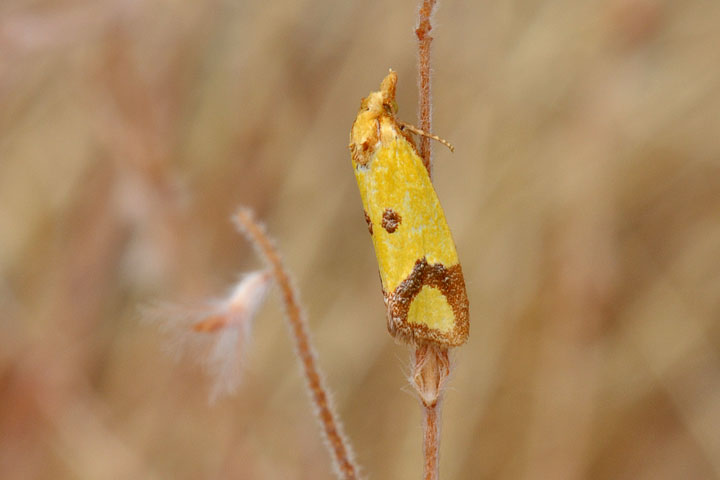 sulphur knapweed moth