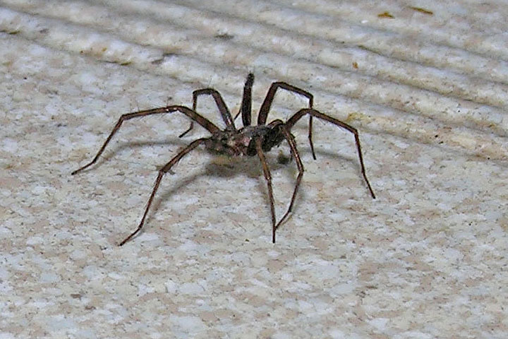 house spider