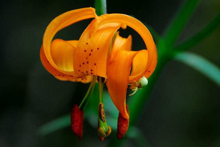 tiger lily