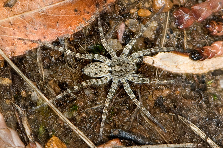 wolf spider, male