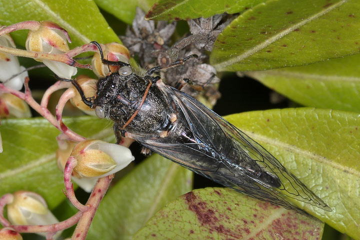 cicada, Platypedia putnami
