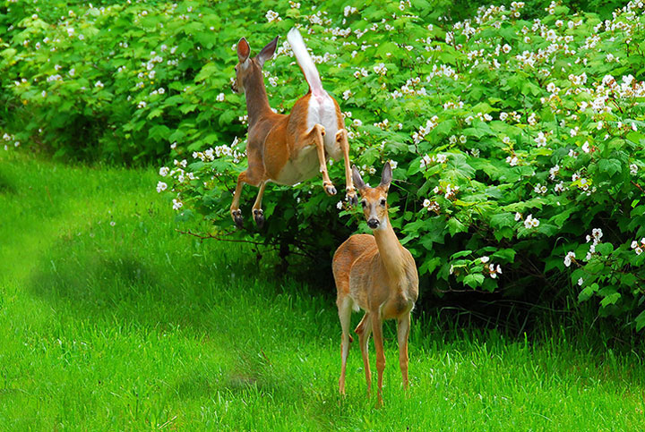 One White–tailed Deer leaps over another