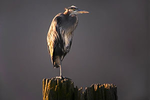 heron, sunshine bay