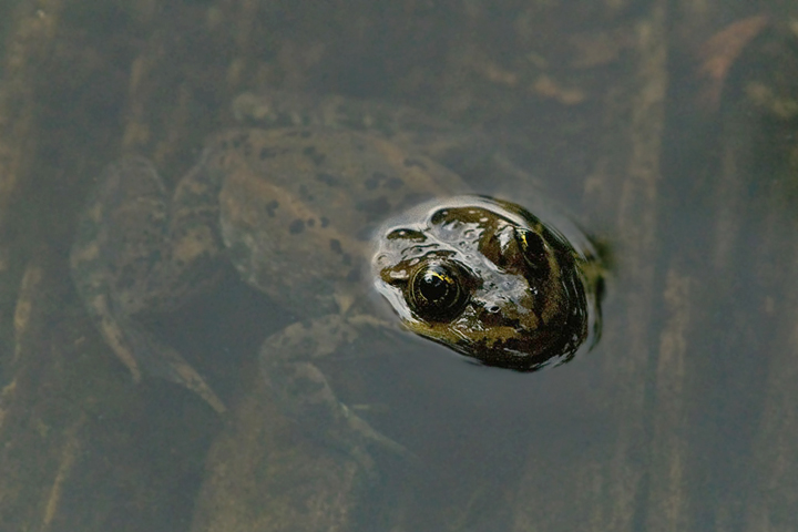 spotted frog