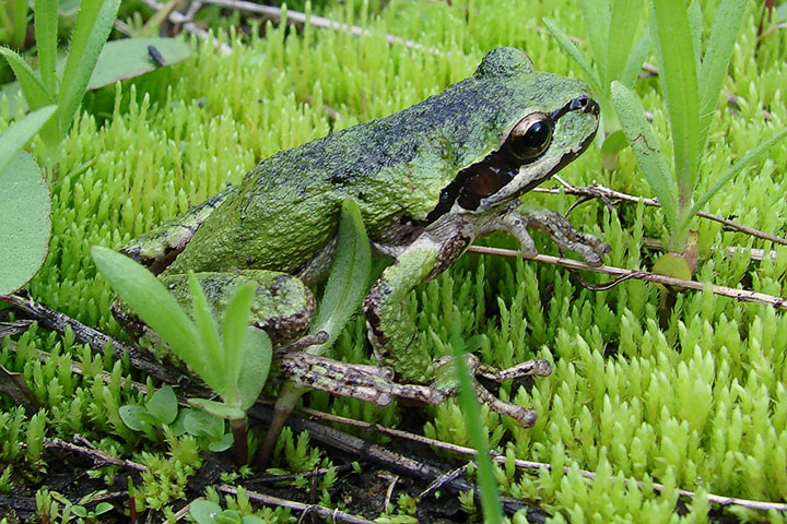 tree frog