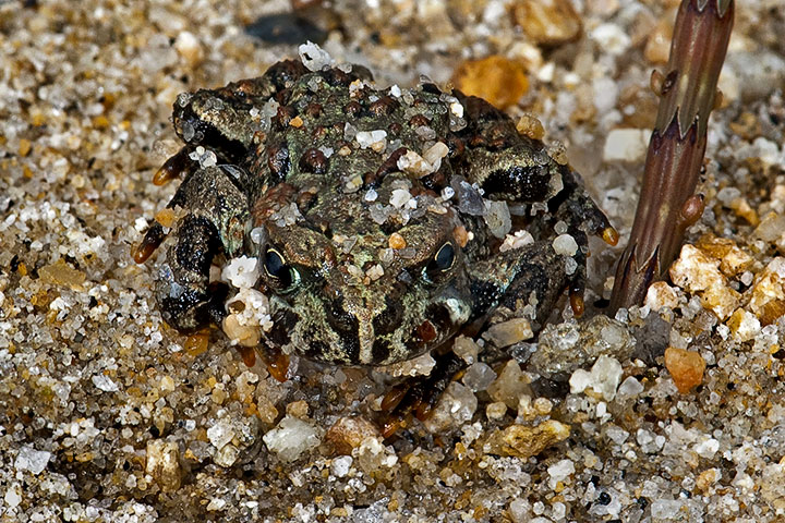 western toad