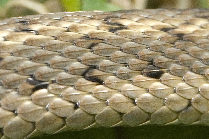 western garter snake scales