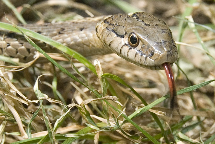 western garter snake