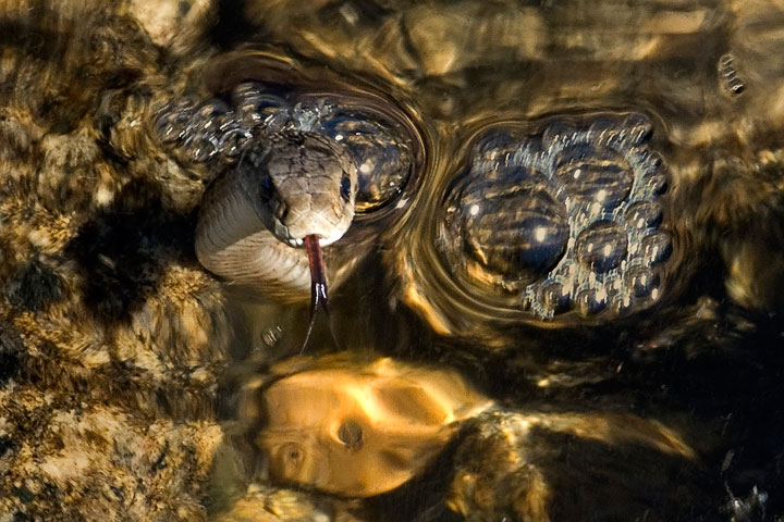 western garter snake