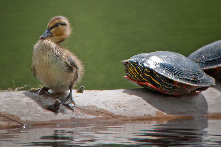 mallard chic and turtle