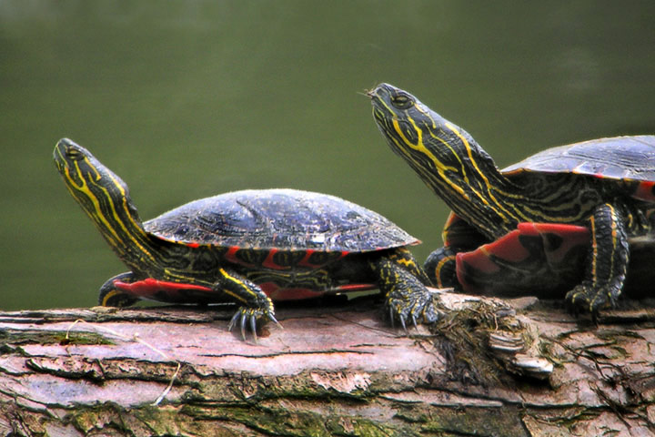 painted turtle