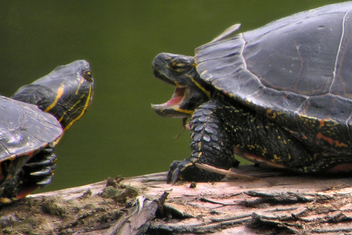 painted turtle beak