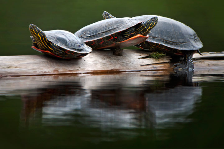 painted turtle three