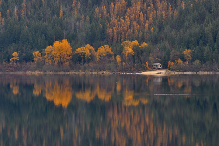 two kinds of deciduous trees