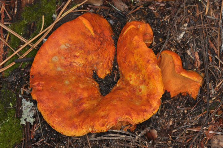 lobster mushroom