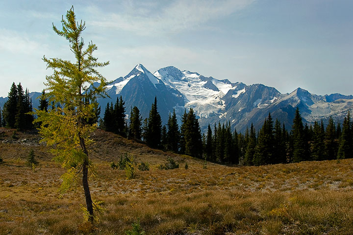 alpine larch on meadow mountain