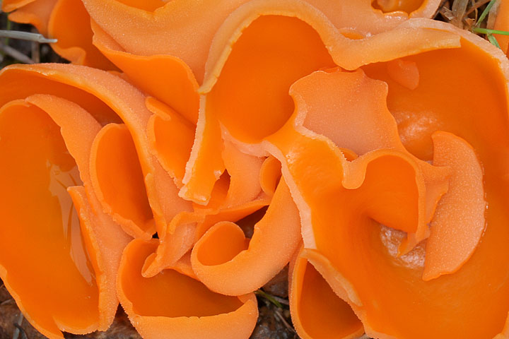 orange-peel fungus