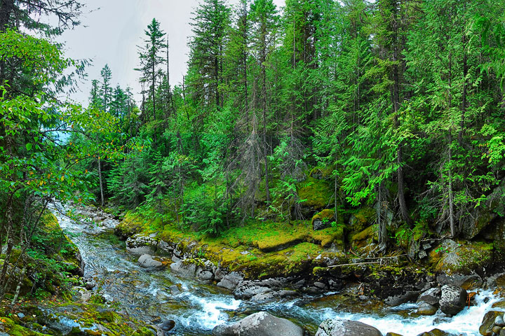 creek through forest
