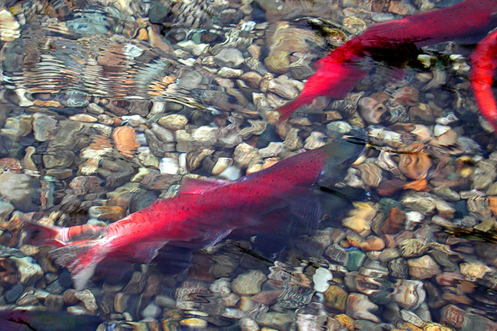 spawning kokanee