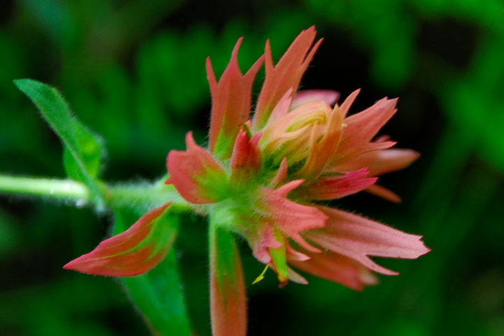 indian paint brush