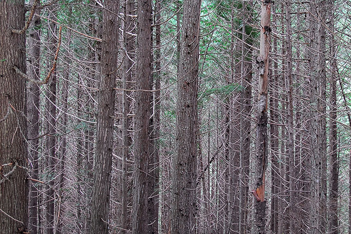 old-growth trail