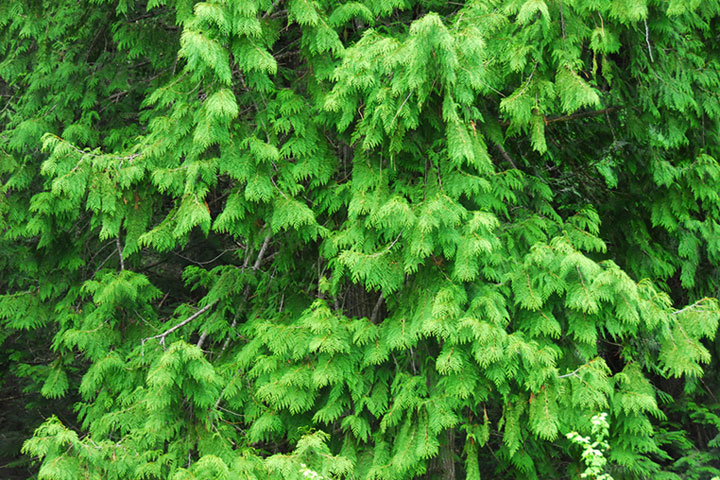 old-growth trail