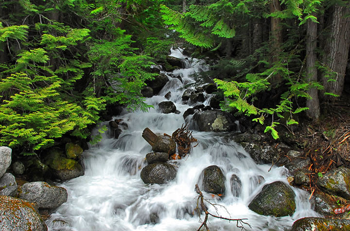 old-growth trail