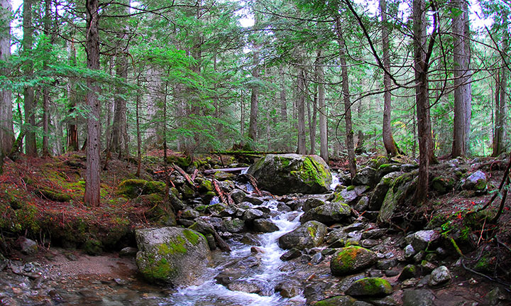 old-growth trail