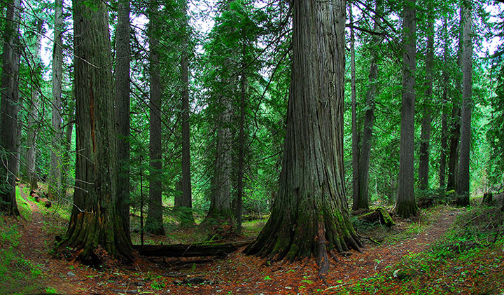 old-growth trail