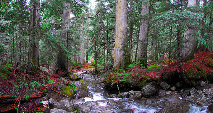 old-growth trail