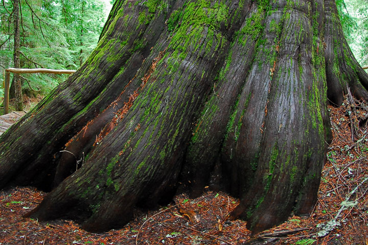 old-growth trail