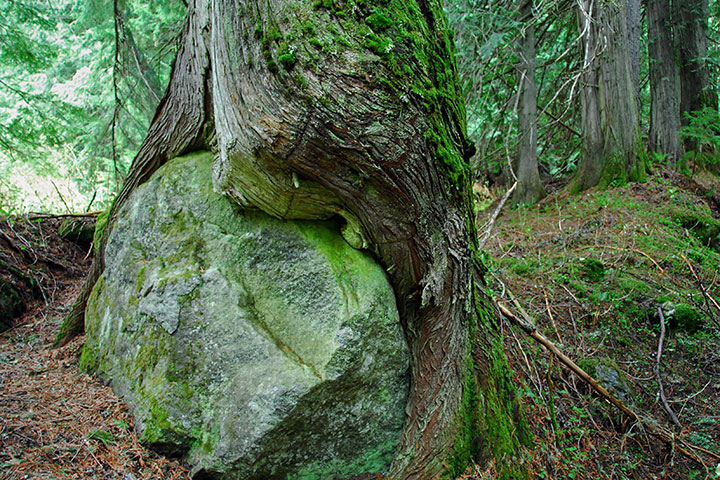 old-growth trail